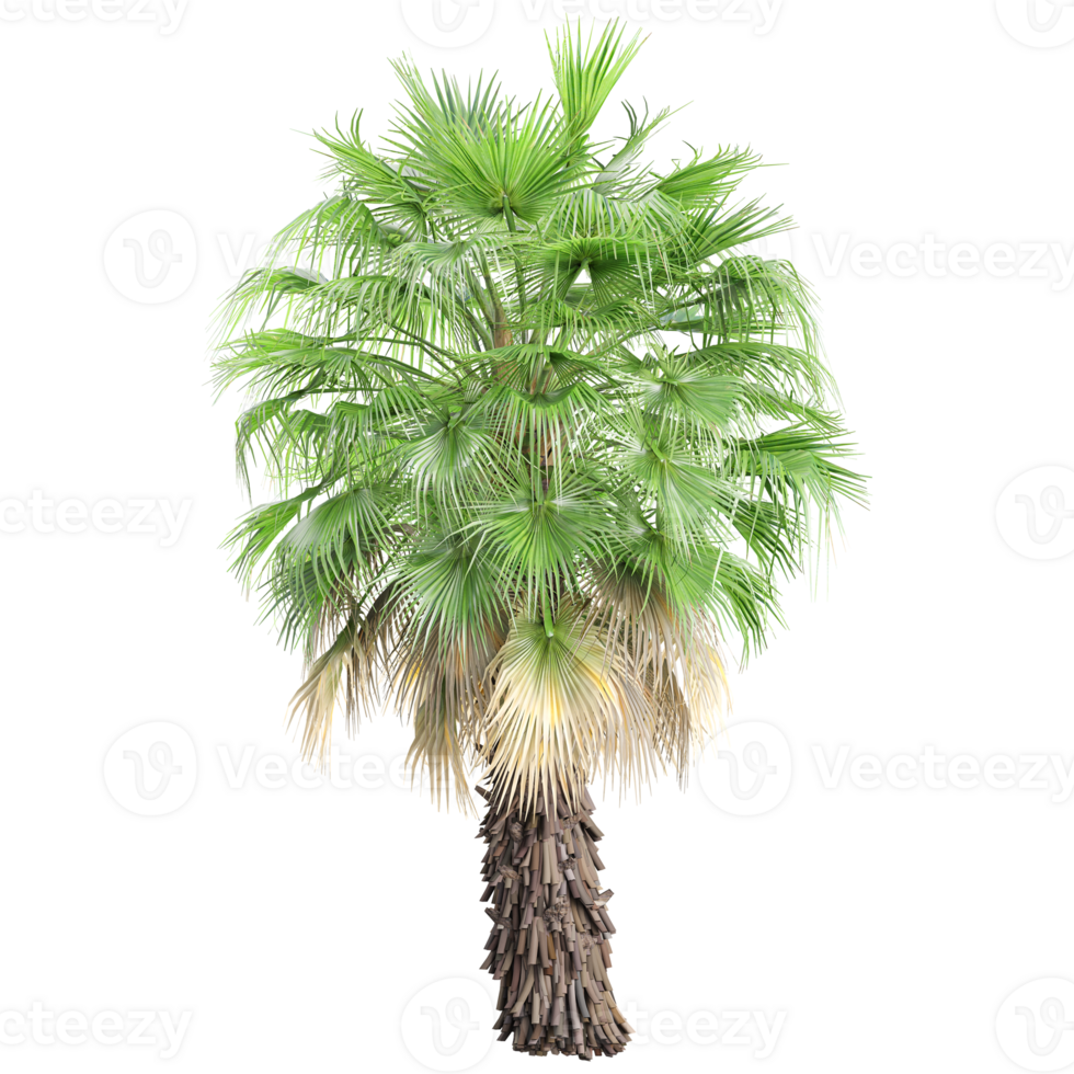 collection of Washingtonia filifera palm with realistic style png