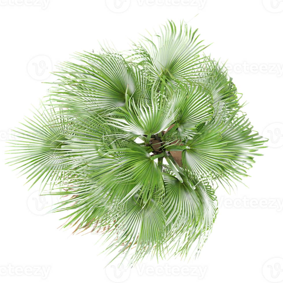 Green Washingtonia filifera palm isolated on Canvas from top view png