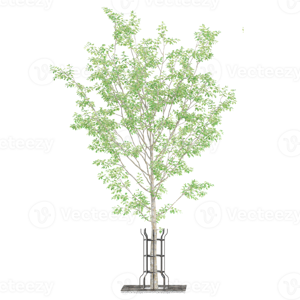 Green beautiful Cottonwood tree isolated on Canvas png