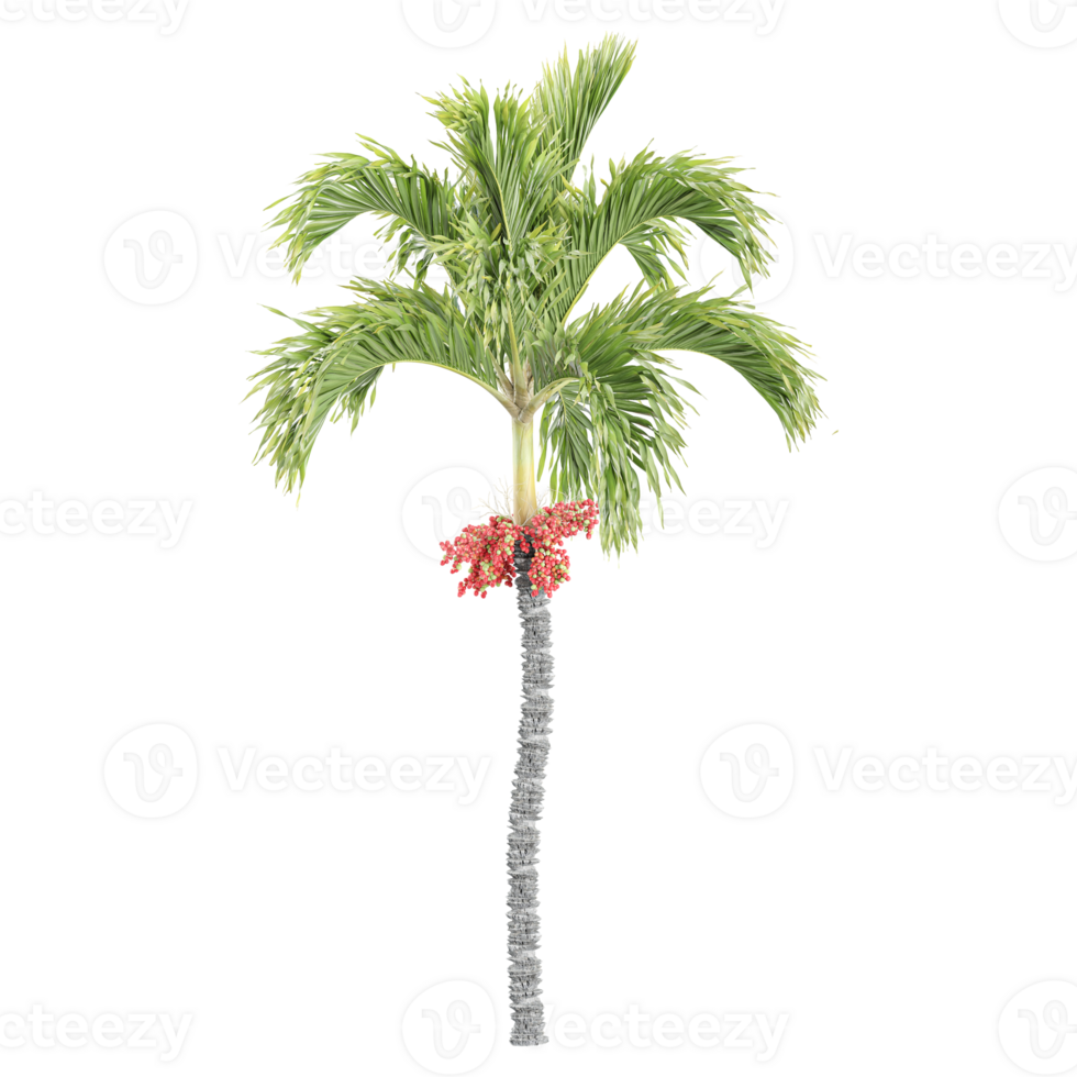 3d illustration of Betel Nut Tree isolated on transparent Canvas png