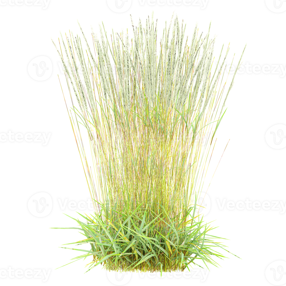 Green Chinese silver grass isolated on transparent Canvas png