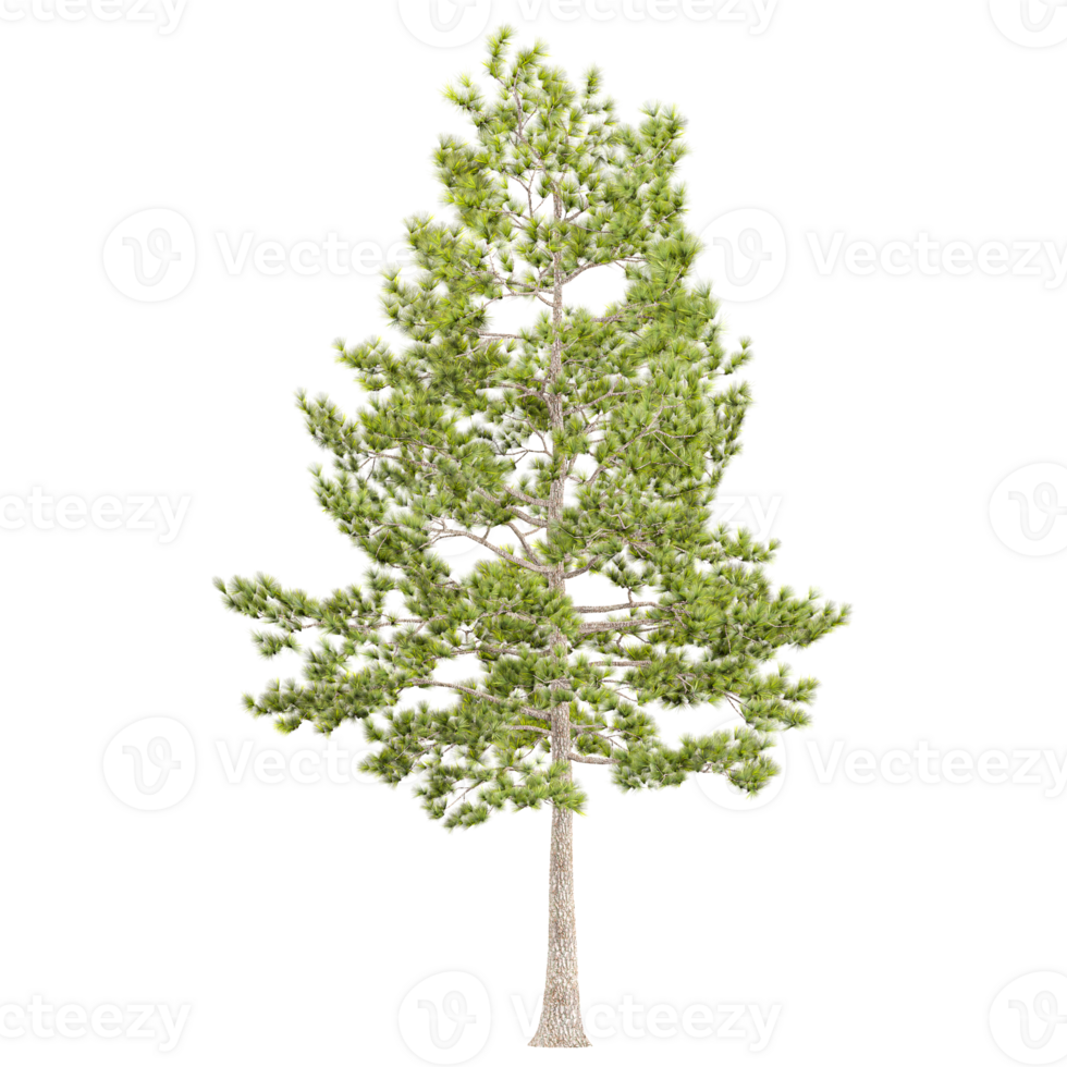 Green Loblolly pine Tree isolated on transparent Canvas png