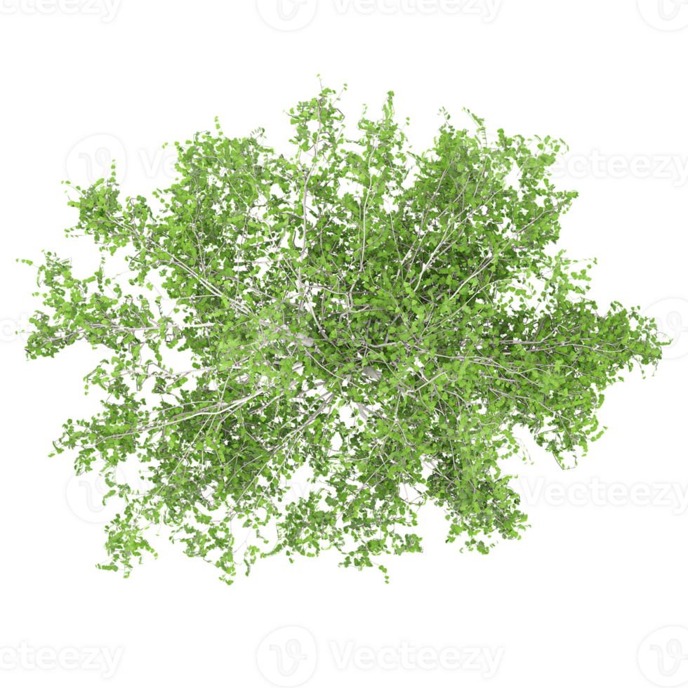 Green beautiful willow trees isolated on Canvas from top view png