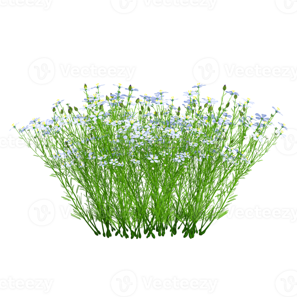 3d illustration of Lewisia Brachycalyx flower plant isolated on transparent canvas png