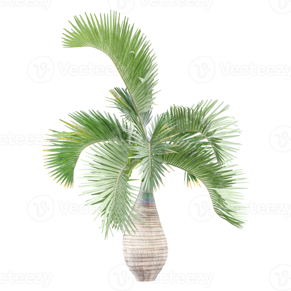 3d illustration of Hyophorbe lagenicaulis palm isolated on transparent canvas png
