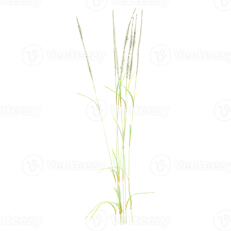 Collection of Chinese silver grass isolated on transparent Canvas png