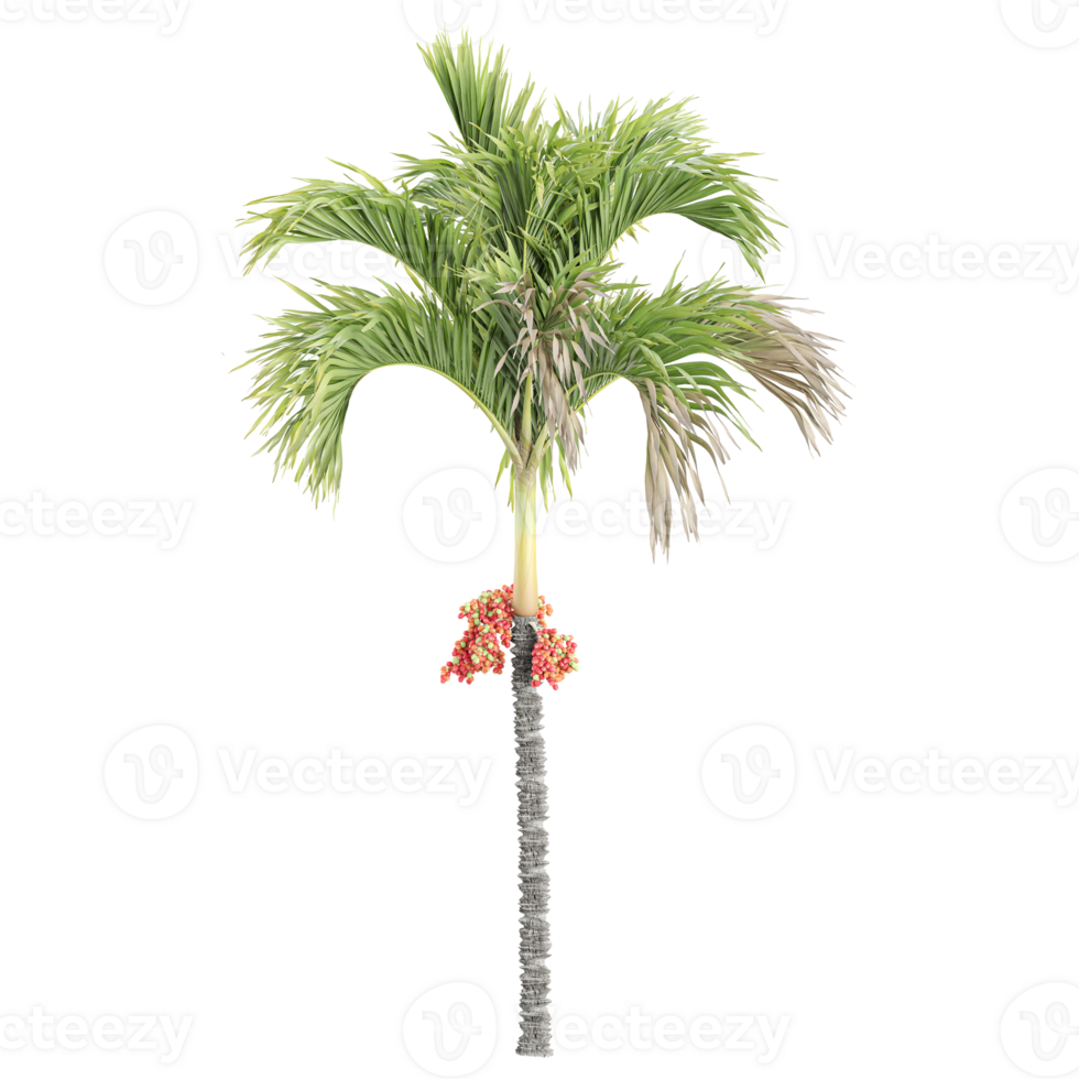 3d rendering of Betel Nut Tree isolated on transparent Canvas png