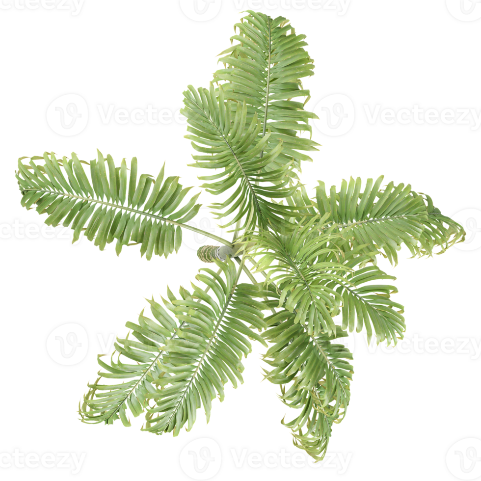 Collection of Betel Nut tree isolated on transparent Canvas from the top view png