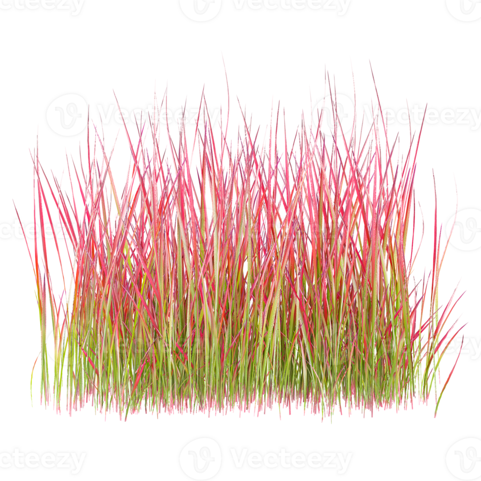 3d illustration of imperata cylindrica red baron grass isolated on transparent canvas png