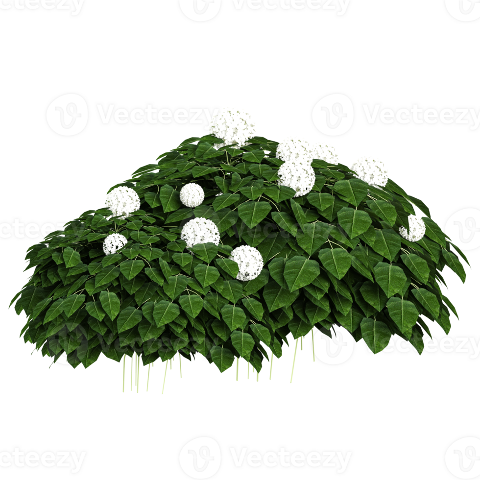 3d illustration of Hydrangea plant isolated on transparent canvas png