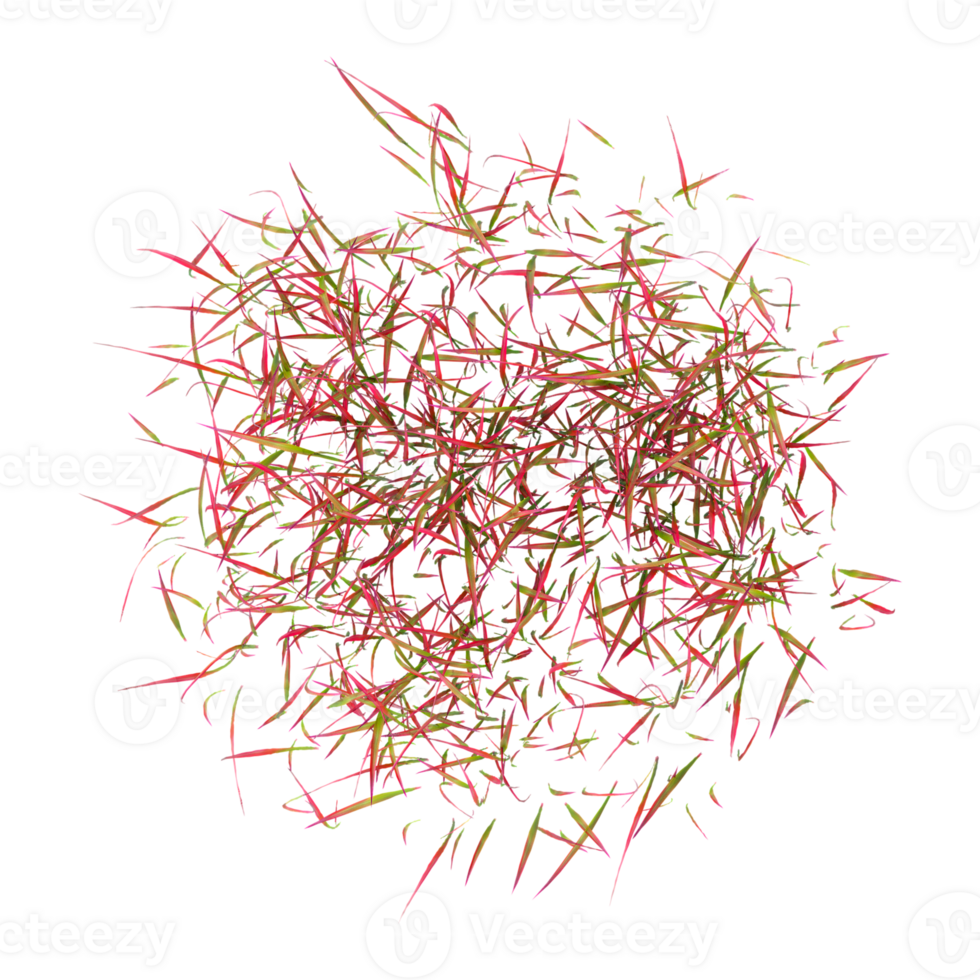 3d illustration of imperata cylindrica red baron grass isolated on transparent canvas from top view png