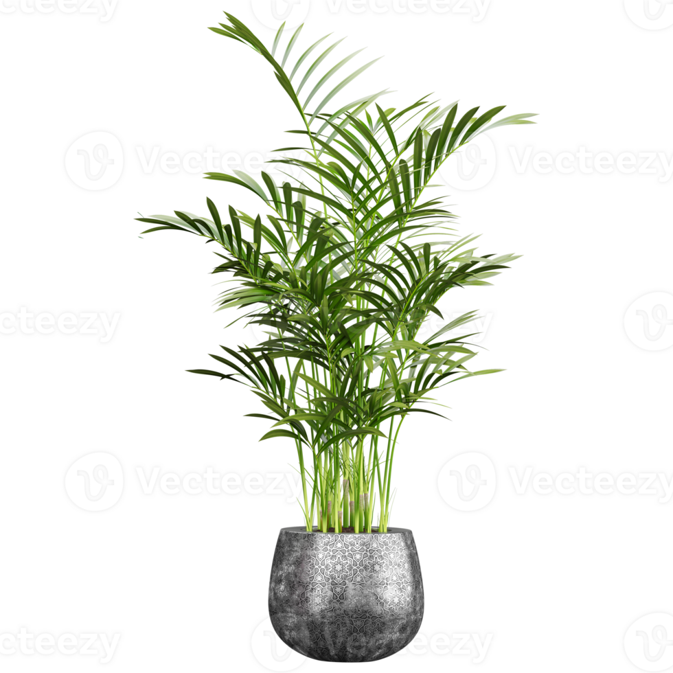 3d illustration of houseplant in pot on transparent canvas png