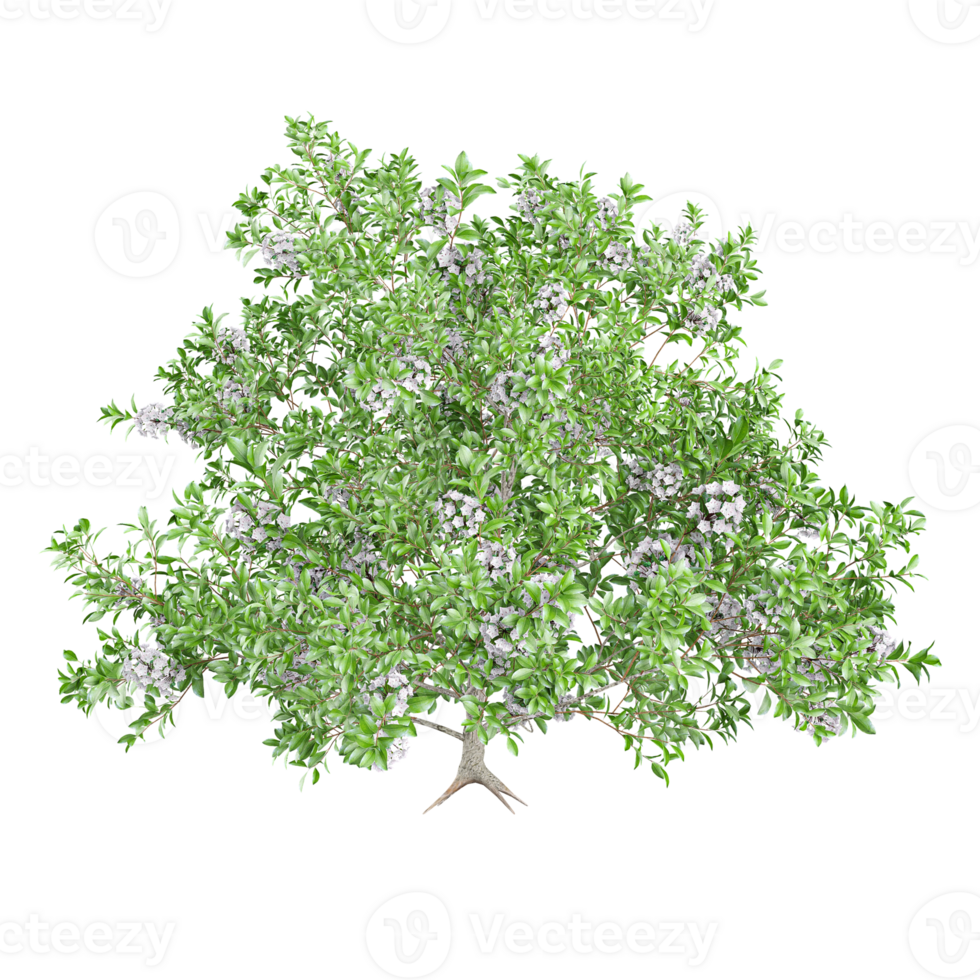 3d illustration of Kalmia Latifolia flower plants isolated on transparent Canvas png