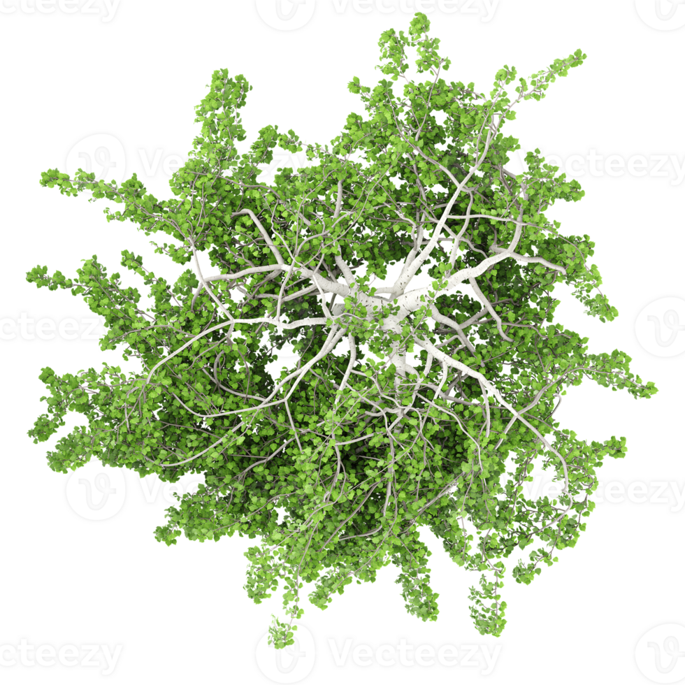 3d illustration of willow tree isolated on transparent canvas from top view png