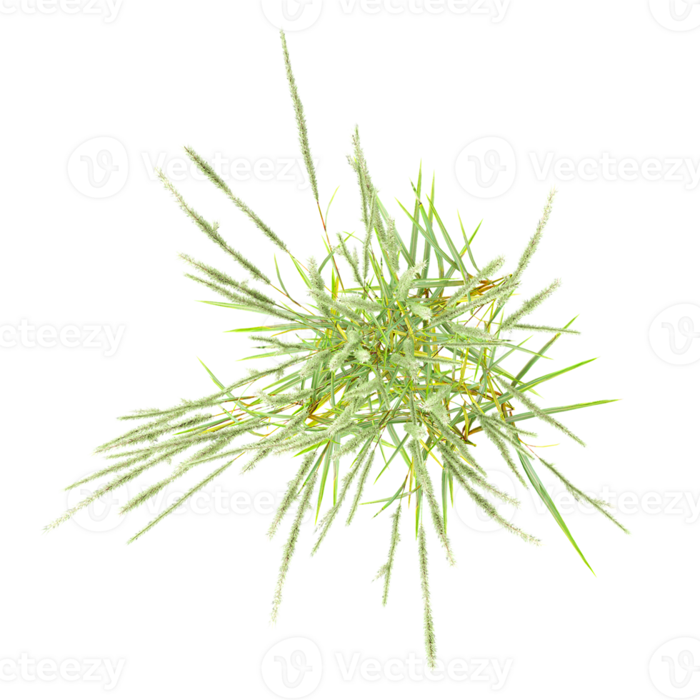 3d illustration of Chinese silver grass isolated on transparent canvas from top view png