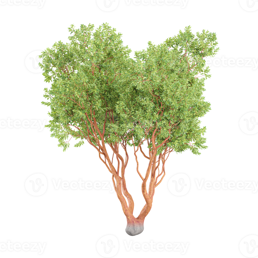 3d illustration of American Beech Plant isolated on transparent Canvas png