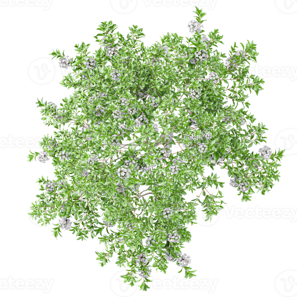 3d illustration of Kalmia Latifolia flower plants isolated on transparent Canvas from top view png
