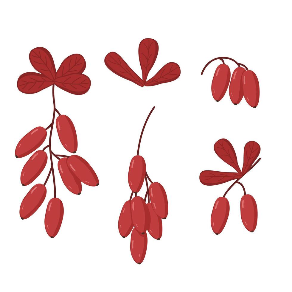 set with barberry berry and leaves. Botanical illustration for greeting card and banner. Berries for vitamin tea. vector