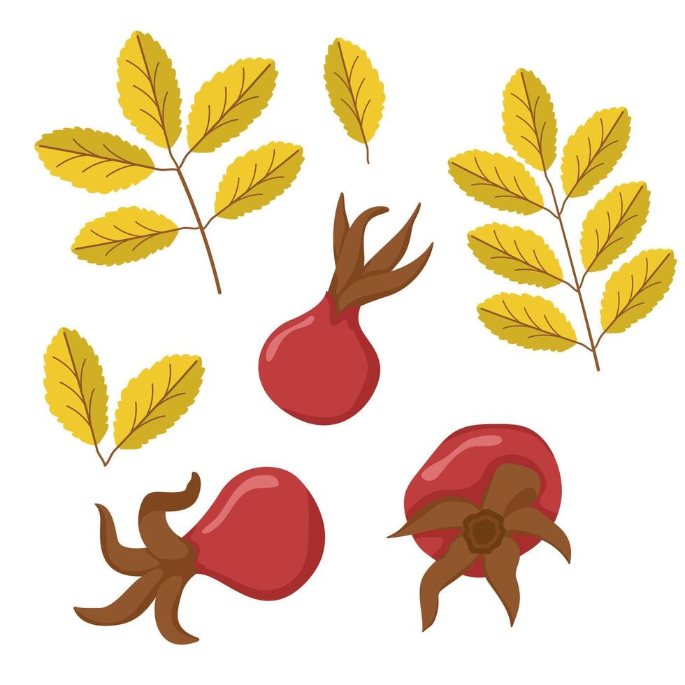 set with rosehip berry and leaves. Botanical illustration for greeting card and banner. Berries for vitamin tea. vector