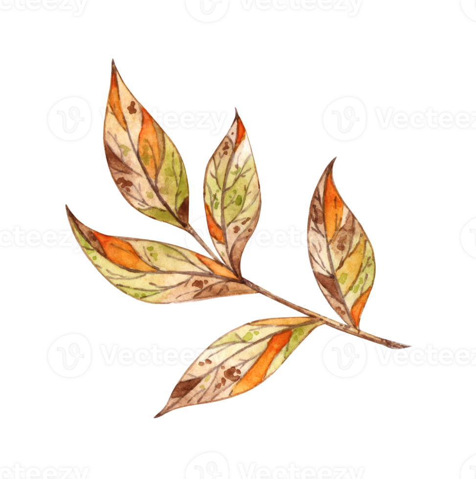 Autumn leaves on a twig in brown, orange, yellow and green colors watercolor illustration. Botanical decoration for Thanksgiving, Halloween, fall and harvest festival. Seasonal design Isolated png