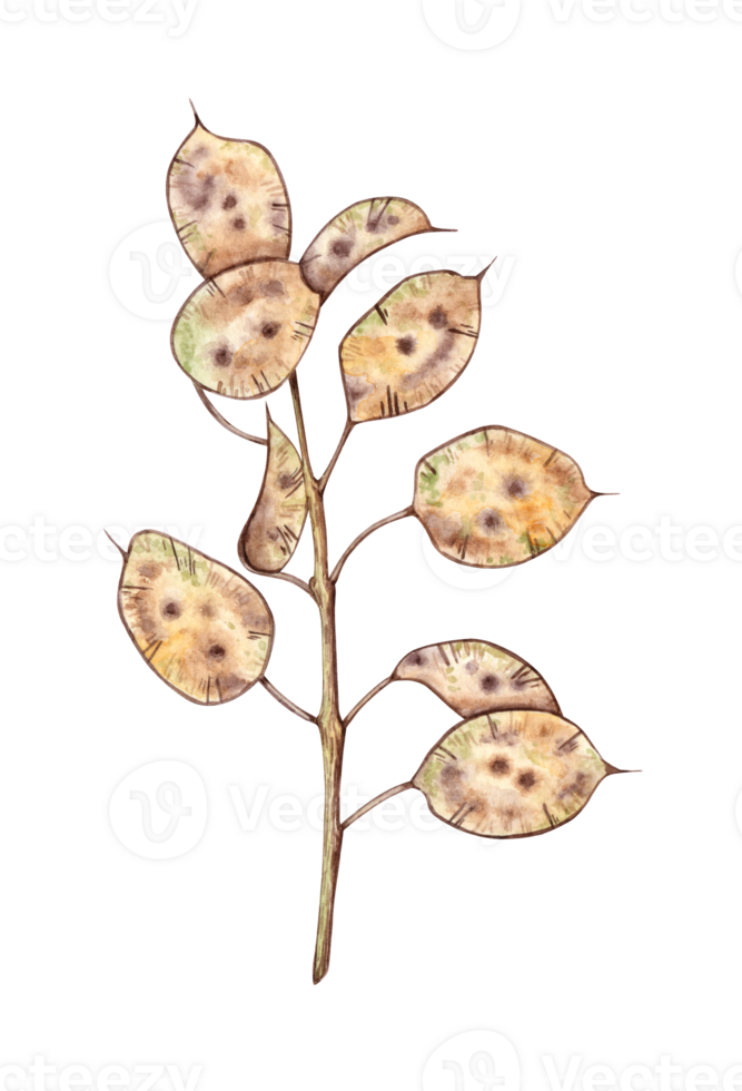 Lunaria beige dried flowers, herbarium watercolor illustration. Dry botany in boho style isolated from background. Lunar branch for the design of invitations, posters, labels, covers, textiles png