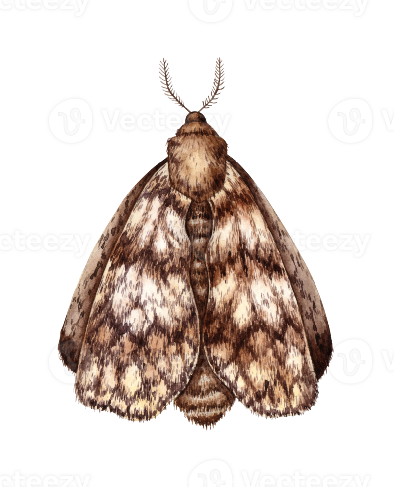 Gray brown moth moth with folded wings watercolor illustration. Lepidoptera insect isolated from background. for holiday design, interior, textiles, printing png