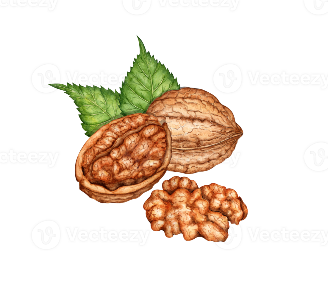 Whole walnut, chopped and kernel with watercolor illustration of green leaves isolated from background. Realistic texture and natural colors of the shell and kernel the nut. Ideal cooking, botanical png