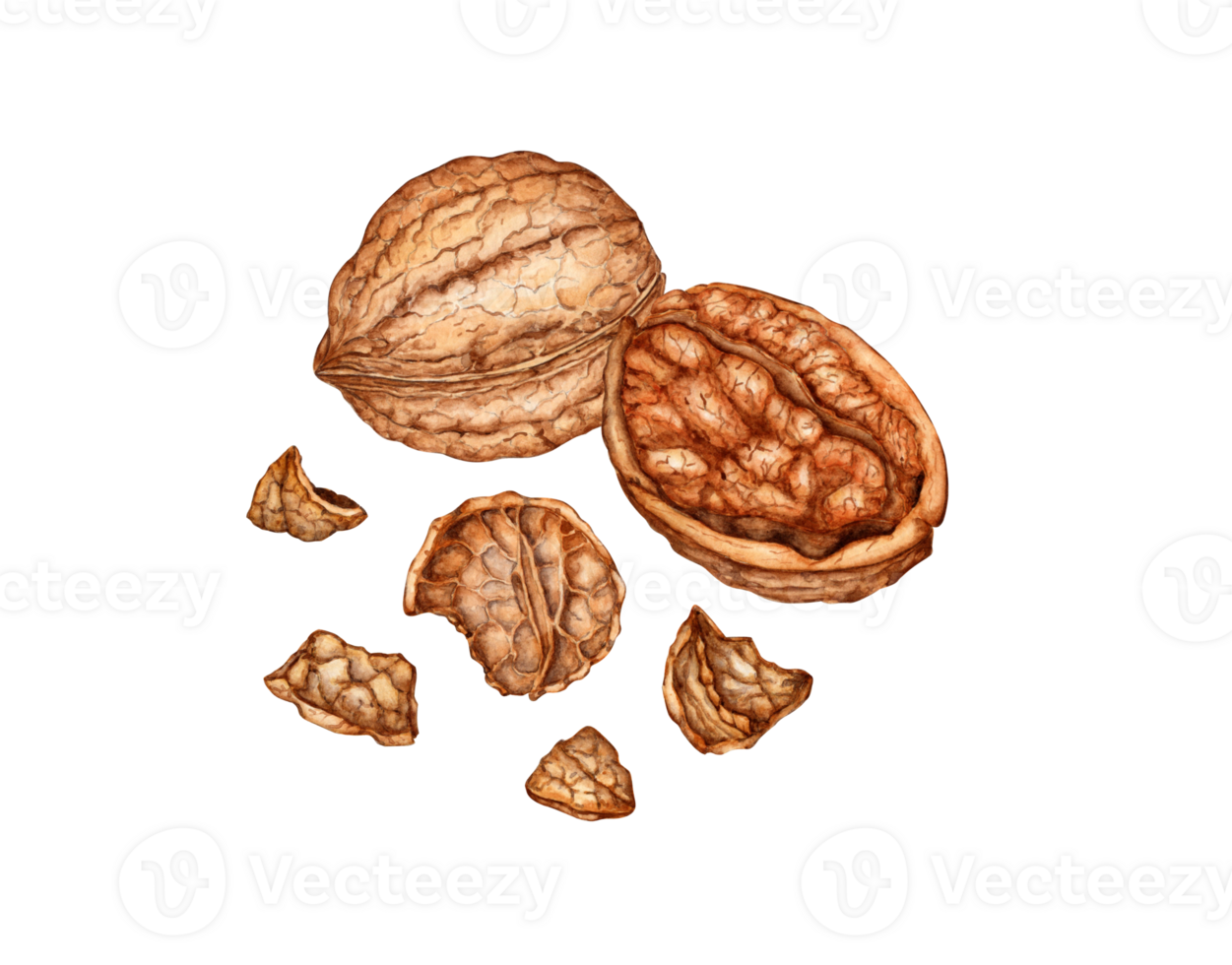 Whole walnut and half kernel with chopped shell watercolor illustration isolated from background. Realistic texture and natural colors of the shell and kernel of the nut. Perfect cooking, botanical png