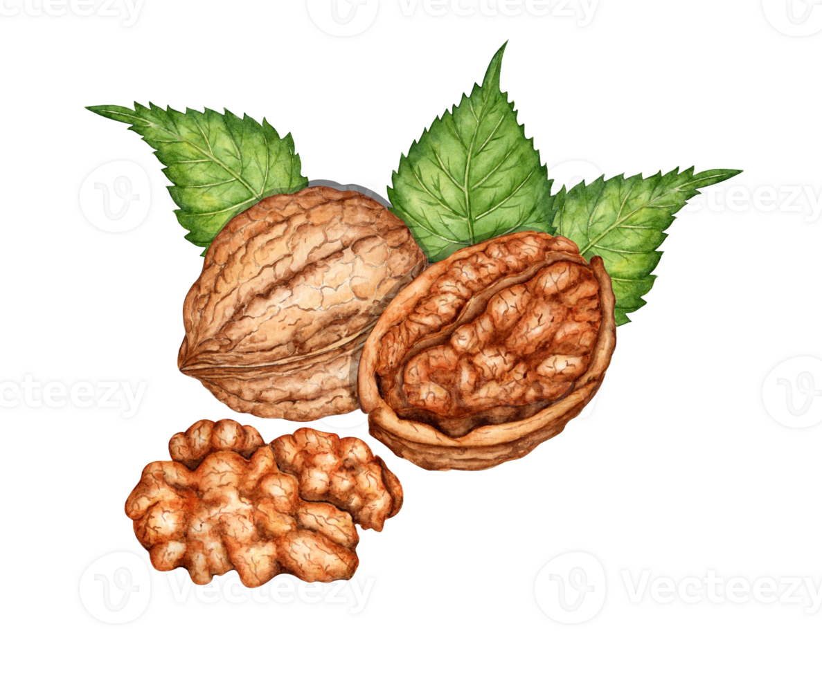 Whole walnut, half and kernel with green leaves watercolor illustration isolated from background. Realistic texture and natural colors of the shell and kernel of the nut. Ideal cooking botanical still png