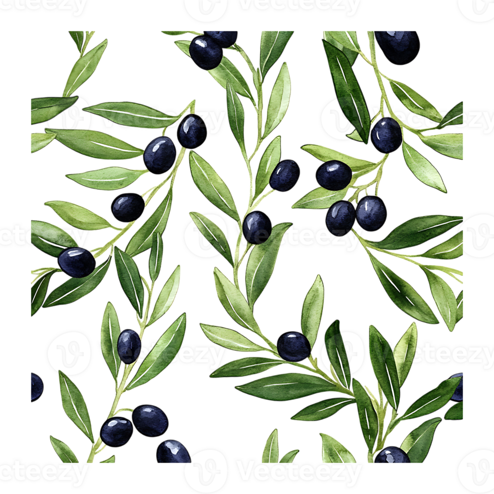 Watercolor Pattern of Olive Branches with Black Olives on a transparent background png
