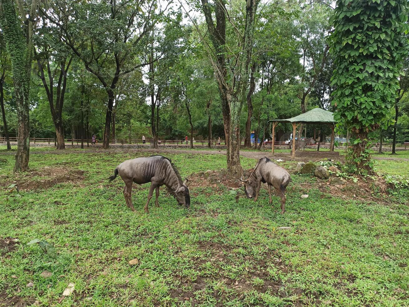 The wildebeests eating the grass in a natural setting in the zoo photo