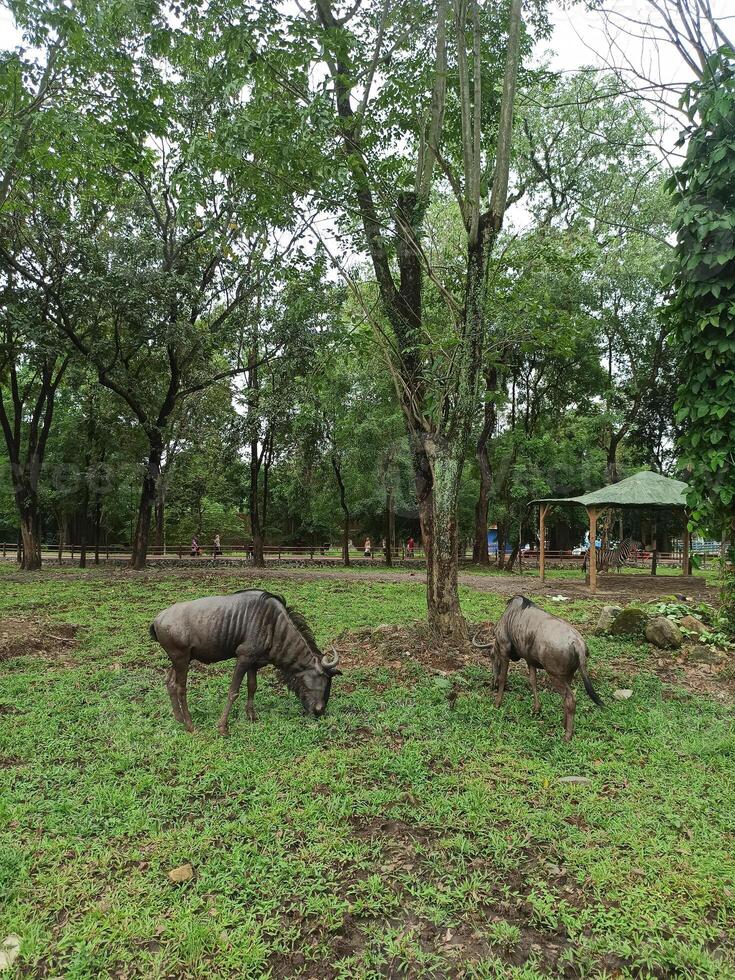 The wildebeests eating the grass in a natural setting in the zoo photo