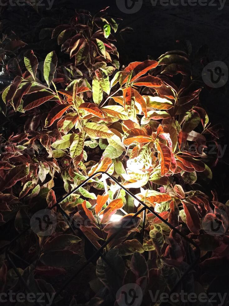 Leaves that look radiant when highlighted by garden lights photo