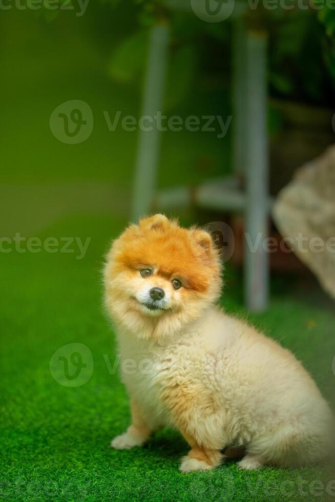 A Pomeranian dog is happily playing in the garden. photo
