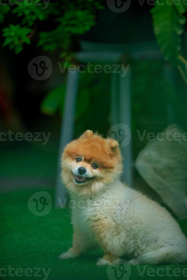 A Pomeranian dog is happily playing in the garden. photo