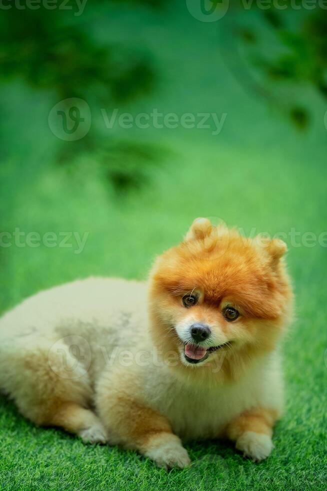 A Pomeranian dog is happily playing in the garden. photo