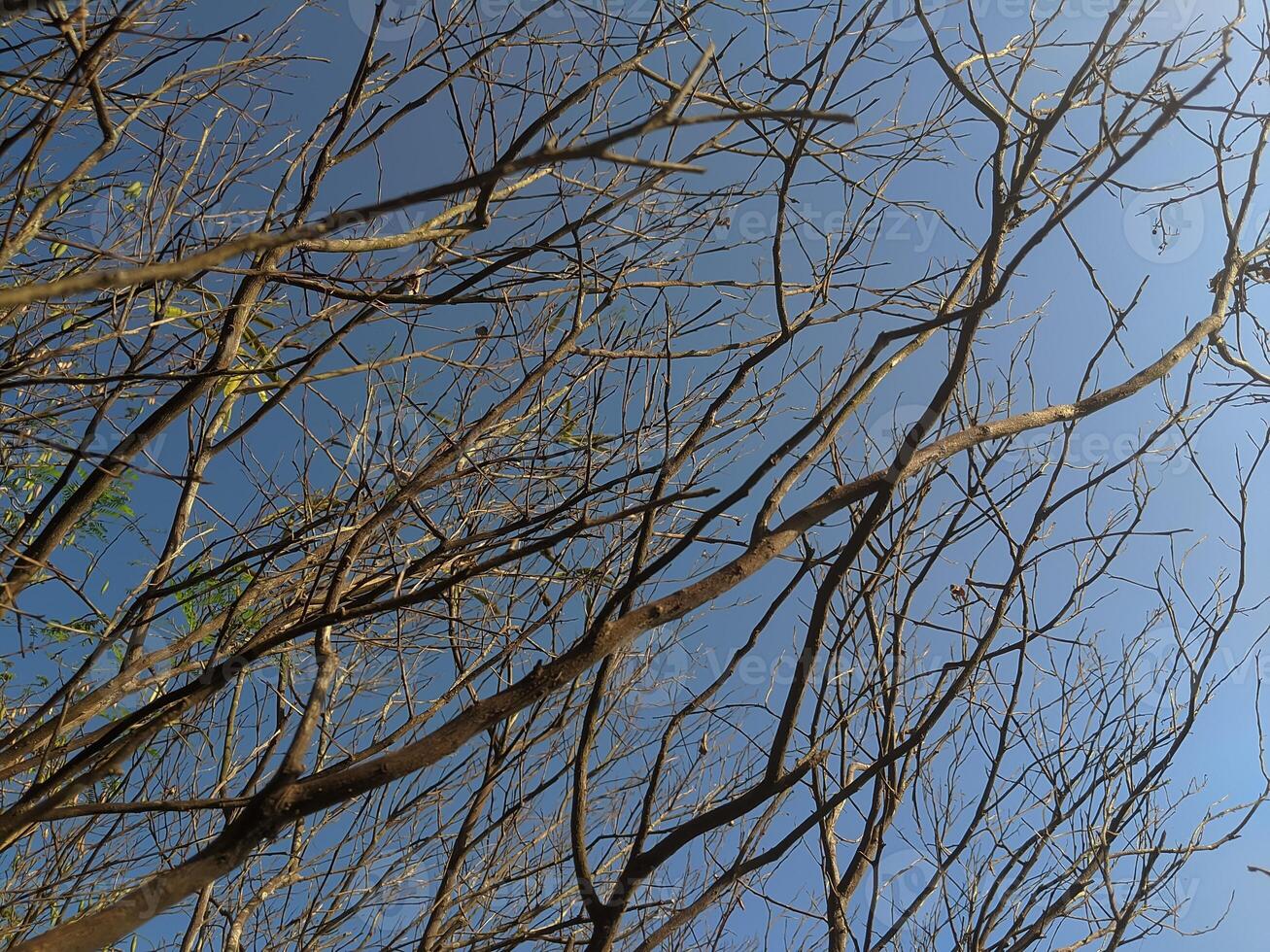 Bare branches against blue sky, sunlight shining through. Suitable for nature, seasons, weatherthemed designs and backgrounds. Calm, natural ambiance. photo