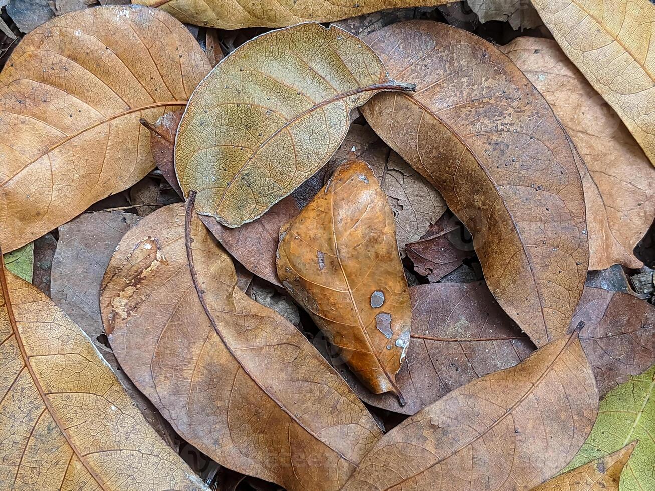 A close-up of dry leaves on the forest floor in various shades of brown and green. photo