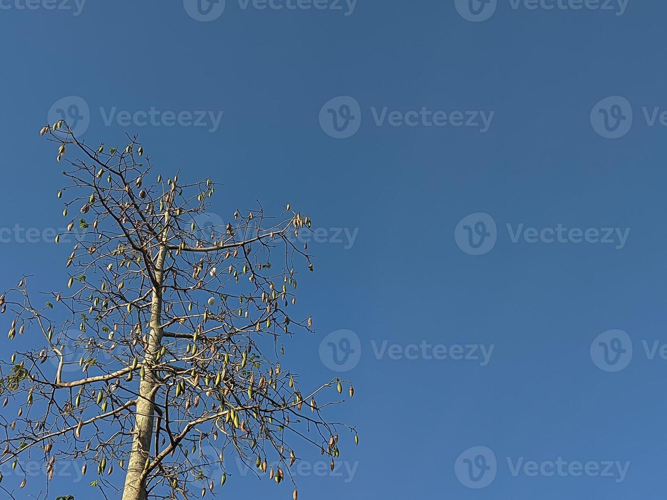 Tree branches against clear blue sky, ideal for naturethemed designs, environmental concepts, outdoor activities, or peaceful backgrounds in various visual projects. photo