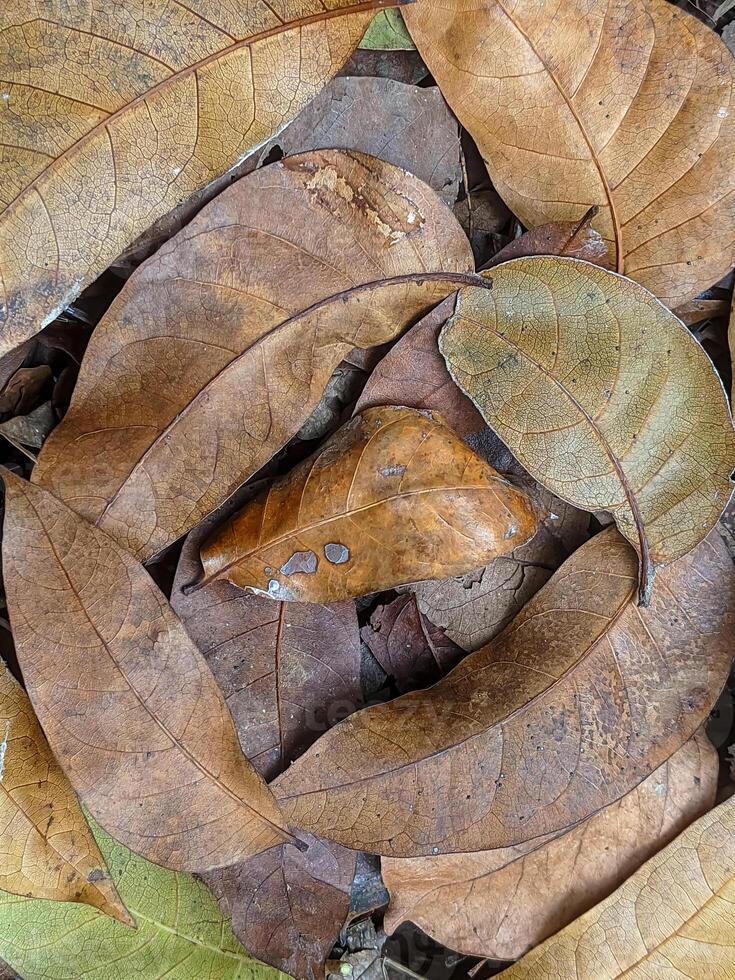 A close-up of dry leaves on the forest floor in various shades of brown and green. photo