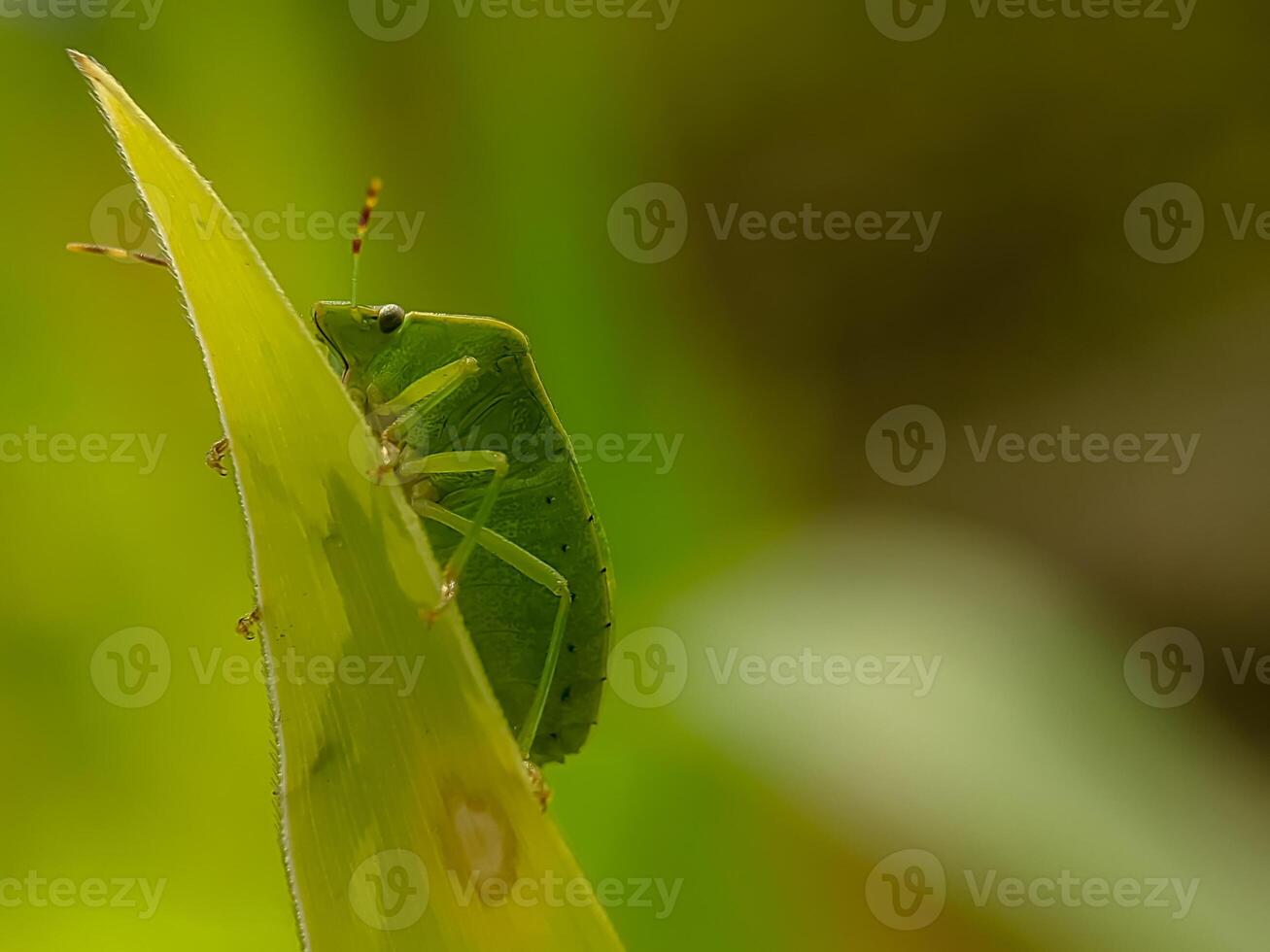 A vibrant green shield bug crawling on a leaf, showcasing its intricate details and striking color against the natural green background. photo