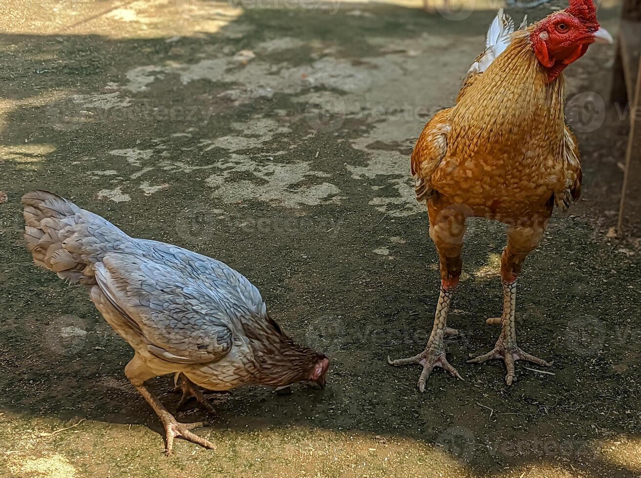 Two chickens foraging on a dirt ground, one brown and white, the other grey. photo