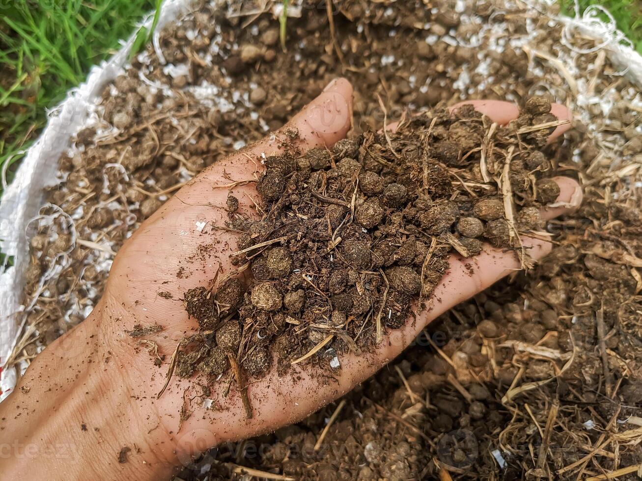 A handful of organic fertilizer is dark brown, rich in nutrients. The fertilizer is made from compost and manure. photo