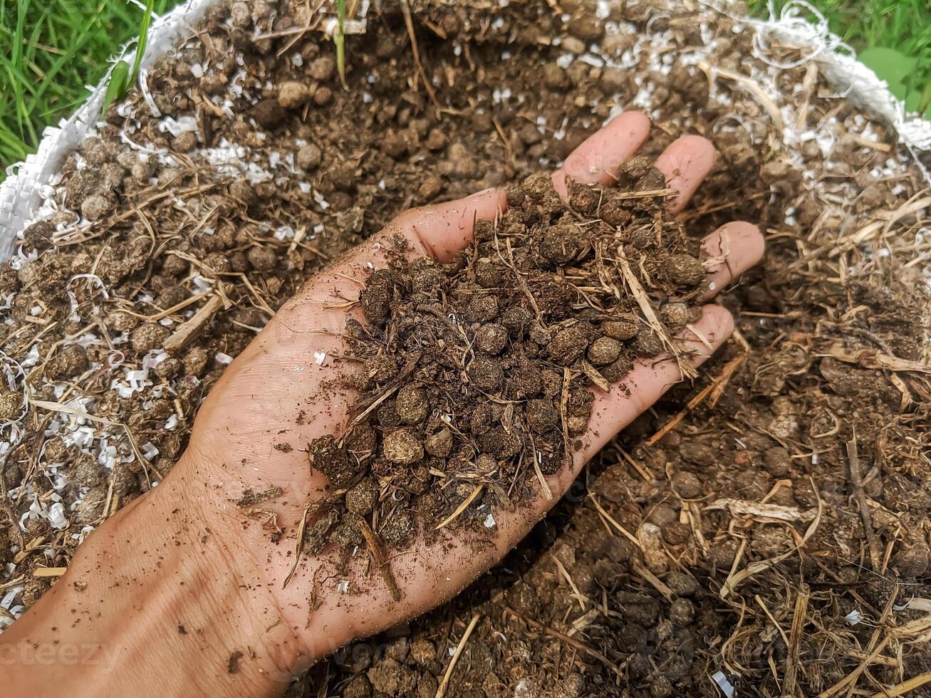 A handful of organic fertilizer is dark brown, rich in nutrients. The fertilizer is made from compost and manure. photo