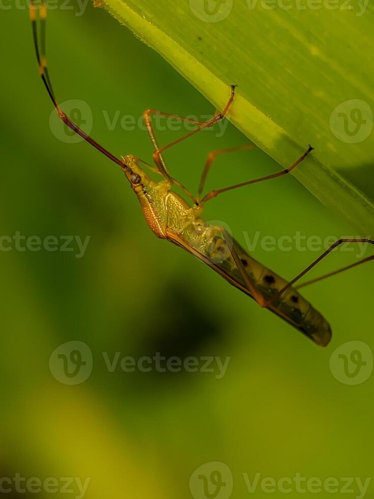 A close-up image of a rice bug, Leptocorisa acuta, perched on a leaf, its long legs outstretched. These insects have intricate details and unique shapes. photo