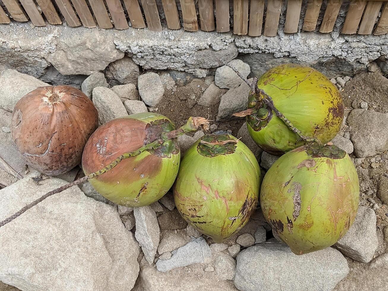 A cluster of green coconuts with brown husks, resting on a bed of stones and surrounded by a bamboo wall. The coconuts have a tropical feel and are perfect for a summer theme. photo