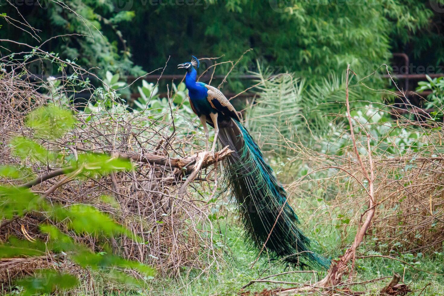 Peacock perched on a branch, tail feathers partially displayed, natural environment photo