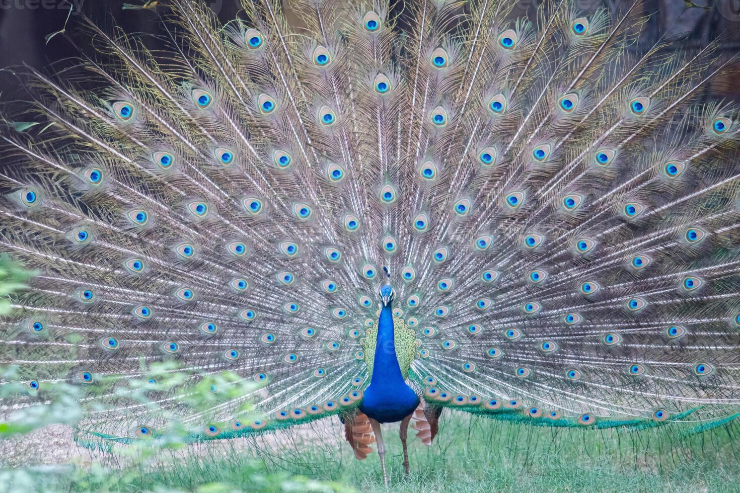 A Peacock with its tail feathers fully spread, standing in a grassy area. Indian Peafowl Showcasing Tail Feathers in Zoo photo