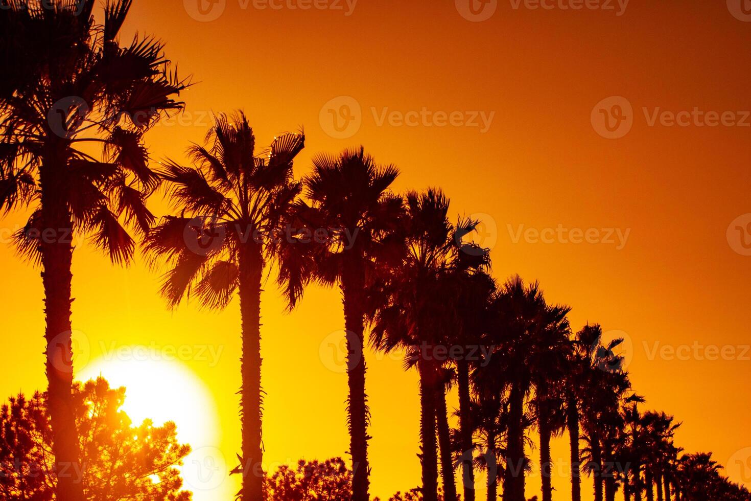 Retro Palm Trees photo