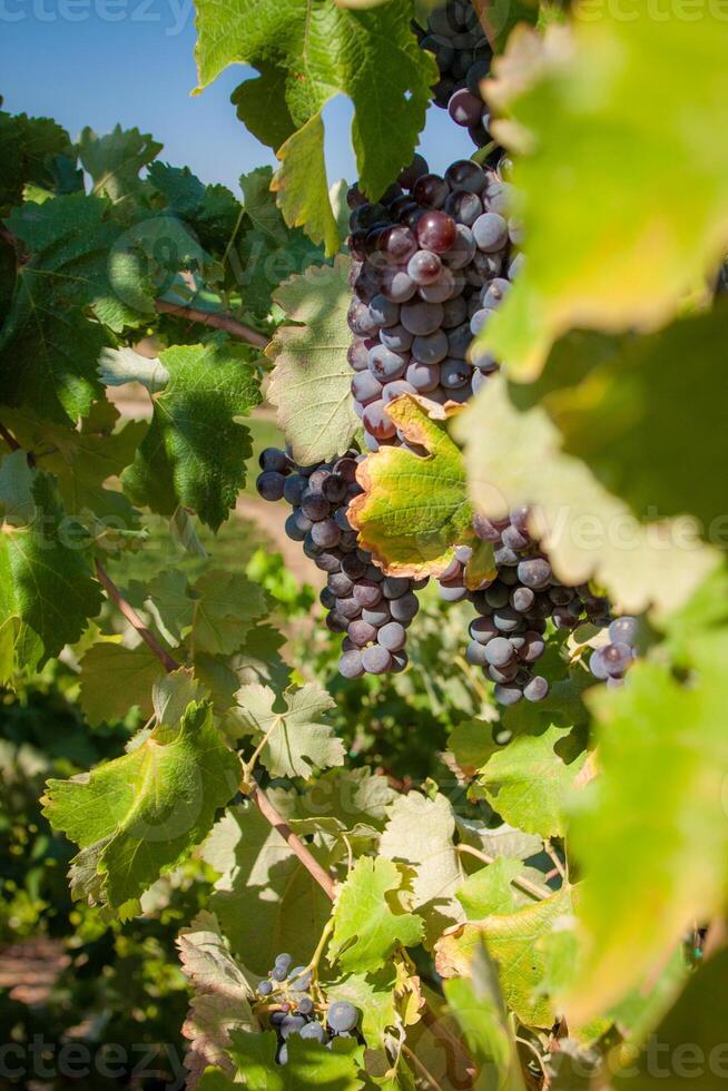 Vine ripened grapes photo